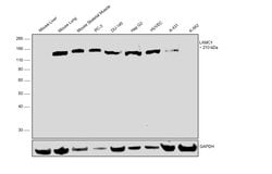 Invitrogen Laminin gamma-1 Polyclonal Antibody 100 &mu;g; Unconjugated:Antibodies,