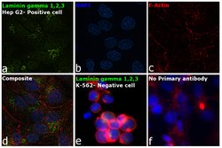 Invitrogen Laminin gamma-1,2,3 Polyclonal Antibody 100 &mu;g; Unconjugated:Antibodies,