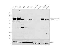Invitrogen Laminin gamma-1,2,3 Polyclonal Antibody 100 &mu;g; Unconjugated:Antibodies,