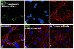 Invitrogen&trade;&nbsp;NGAL Polyclonal Antibody
