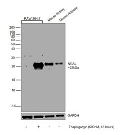 Invitrogen NGAL Polyclonal Antibody 100 &mu;g; Unconjugated:Antibodies,