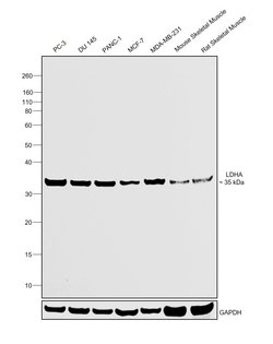 Invitrogen LDHA Polyclonal Antibody 100 &mu;g; Unconjugated:Antibodies,