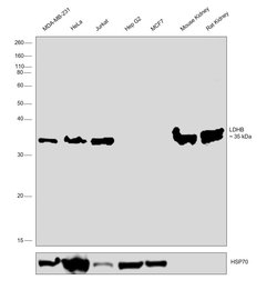Invitrogen LDHB Polyclonal Antibody 100 &mu;g; Unconjugated:Antibodies,