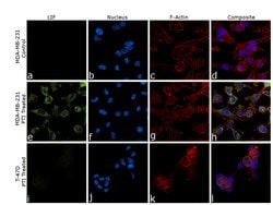 Invitrogen LIF Polyclonal Antibody 100 &mu;g; Unconjugated:Antibodies,