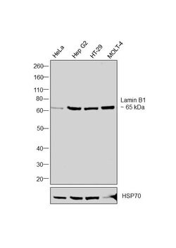 Invitrogen Lamin B1 Polyclonal Antibody 100 &mu;g; Unconjugated:Antibodies,