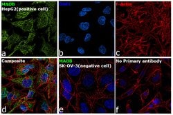 Invitrogen MAOB Polyclonal Antibody 100 &mu;g; Unconjugated:Antikroppar