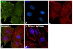 Invitrogen MKK7 Polyclonal Antibody 100 &mu;g; Unconjugated:Antibodies,