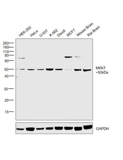 Invitrogen MKK7 Polyclonal Antibody 100 &mu;g; Unconjugated:Antibodies,