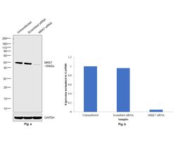 Invitrogen MKK7 Polyclonal Antibody 100 &mu;g; Unconjugated:Antibodies,