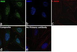 Invitrogen&trade;&nbsp;MAX Polyclonal Antibody