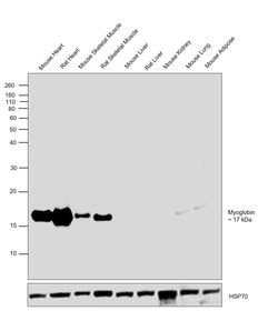 Invitrogen Myoglobin Polyclonal Antibody 100 &mu;g; Unconjugated:Antibodies,