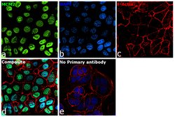 Invitrogen MCM2 Polyclonal Antibody 100 &mu;g; Unconjugated:Antibodies,