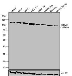 Invitrogen MCM2 Polyclonal Antibody 100 &mu;g; Unconjugated:Antibodies,