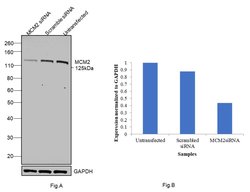 Invitrogen MCM2 Polyclonal Antibody 100 &mu;g; Unconjugated:Antibodies,