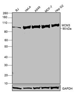 Invitrogen MCM3 Polyclonal Antibody 100 &mu;g; Unconjugated:Antibodies,
