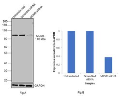 Invitrogen MCM3 Polyclonal Antibody 100 &mu;g; Unconjugated:Antibodies,