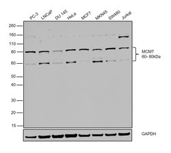 Invitrogen MCM7 Polyclonal Antibody 100 &mu;g; Unconjugated:Anticorps,