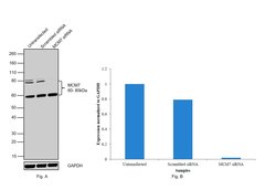Invitrogen MCM7 Polyclonal Antibody 100 &mu;g; Unconjugated:Anticorps,