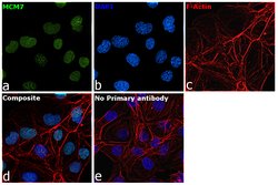 Invitrogen MCM7 Polyclonal Antibody 100 &mu;g; Unconjugated:Antibodies,