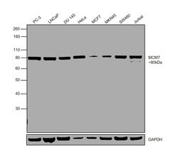 Invitrogen MCM7 Polyclonal Antibody 100 &mu;g; Unconjugated:Antibodies,