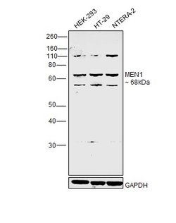Invitrogen Menin Polyclonal Antibody 100 &mu;g | Buy Online | Invitrogen&trade; | Fisher Scientific