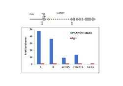 Invitrogen MLH1 Polyclonal Antibody 100 &mu;g; Unconjugated:Antibodies,