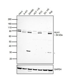 Invitrogen MLH1 Polyclonal Antibody 100 &mu;g; Unconjugated:Antibodies,