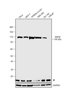 Invitrogen MSH2 Polyclonal Antibody 100 &mu;g; Unconjugated:Antibodies,