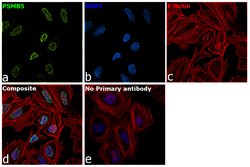 Invitrogen NONO Polyclonal Antibody 100 &mu;g; Unconjugated:Antibodies,