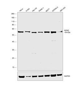 Invitrogen NONO Polyclonal Antibody 100 &mu;g; Unconjugated:Antibodies,