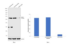 Invitrogen NONO Polyclonal Antibody 100 &mu;g; Unconjugated:Antibodies,