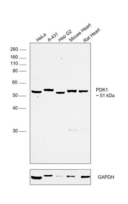 Invitrogen PDK1 Polyclonal Antibody 100 &mu;g | Buy Online | Invitrogen&trade; | Fisher Scientific