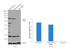 Invitrogen PML Polyclonal Antibody 100 &mu;g | Buy Online | Invitrogen&trade; | Fisher Scientific