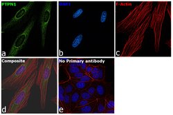Invitrogen PTP1B Polyclonal Antibody 100 &mu;g; Unconjugated:Antibodies,