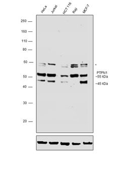 Invitrogen PTP1B Polyclonal Antibody 100 &mu;g; Unconjugated:Antibodies,