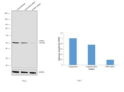Invitrogen PTP1B Polyclonal Antibody 100 &mu;g; Unconjugated:Antibodies,