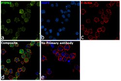 Invitrogen PTPN2 Polyclonal Antibody 100 &mu;g; Unconjugated:Antibodies,
