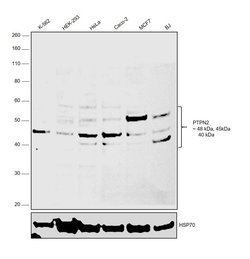Invitrogen PTPN2 Polyclonal Antibody 100 &mu;g; Unconjugated:Antibodies,