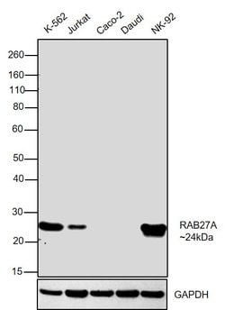 Invitrogen RAB27A Polyclonal Antibody 100 &mu;g; Unconjugated:Antibodies,