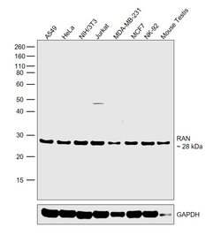 Invitrogen RAN Polyclonal Antibody 100 &mu;g; Unconjugated:Antibodies,