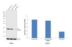 Invitrogen RAN Polyclonal Antibody 100 &mu;g; Unconjugated:Antibodies,