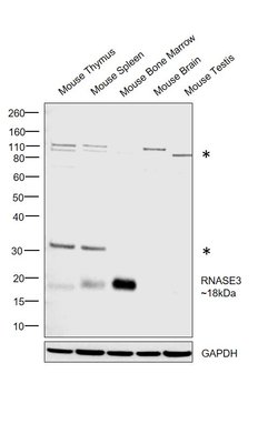 Invitrogen RNASE3 Polyclonal Antibody 100 &mu;g; Unconjugated:Antibodies,