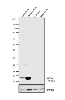 Invitrogen S100A8 Polyclonal Antibody 100 μg; Unconjugated:Antibodies,
