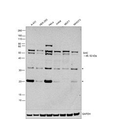 SHC Polyclonal Antibody:Antibodies, Polyclonal