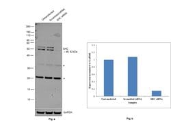 SHC Polyclonal Antibody:Antibodies, Polyclonal