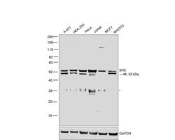 Invitrogen SHC Polyclonal Antibody 100 &mu;g; Unconjugated:Antibodies,