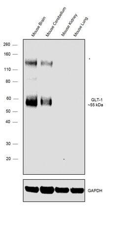 Invitrogen GLT-1 Polyclonal Antibody 100 &mu;g | Buy Online | Invitrogen&trade; | Fisher Scientific