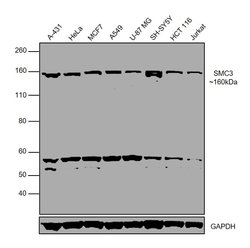 Invitrogen SMC3 Polyclonal Antibody 100 &mu;g; Unconjugated:Antibodies,