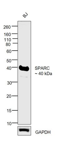 Invitrogen SPARC Polyclonal Antibody 100 &mu;g; Unconjugated:Antibodies,