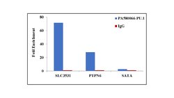 Invitrogen PU.1 Polyclonal Antibody 100 &mu;g; Unconjugated:Antibodies,